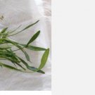 Proqgf 3pcs Cryptocoryne parva plant