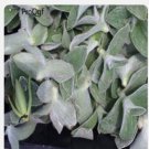 Proqgf 3pcs Tradescantia sillamontana plant
