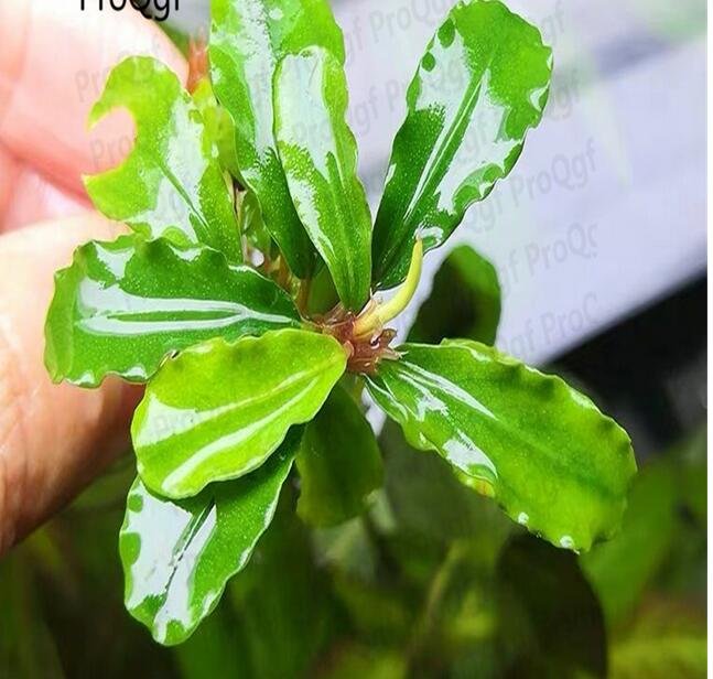 Proqgf 3pcs  Bucephalandr plant