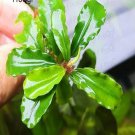 Proqgf 3pcs  Bucephalandr plant