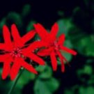 Proqgf 100pcs Lychnis fulgens seed