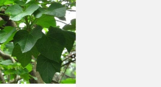 Proqgf 100pcs Jatropha Carcas Ma Feng Shu seed