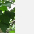 Proqgf 100pcs Jatropha Carcas Ma Feng Shu seed