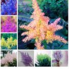 Proqgf 1000pcs  Spiraea japonica seed