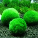 Proqgf 1000pcs Cladophora seed