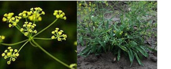 Proqgf 100pcs   Bupleurum chinense seed