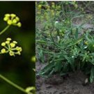 Proqgf 100pcs   Bupleurum chinense seed