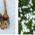 Proqgf 20pcs Rainlily Haylockia Bulb