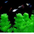 Proqgf 1000pcs Ceratophyllum demersum seed