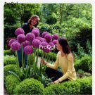Proqgf 10pcs  Allium giganteum bulb