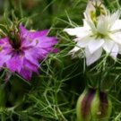 Proqgf 1000pcs  Nigella Sativa seed