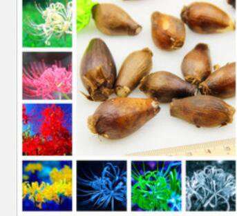 Proqgf 10pcs Lycoris radiata bulb