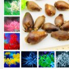 Proqgf 10pcs Lycoris radiata bulb