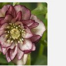 Proqgf 5pcs Helleborus thibetanus bulb