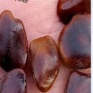 Proqgf 100pcs Tamarindus Indica seed