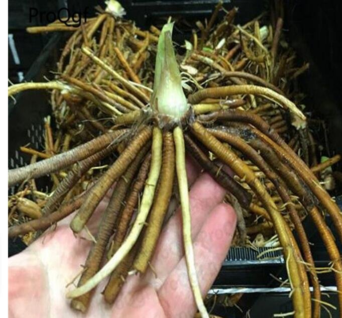 Proqgf 5pcs Hemerocallis fulva root