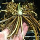 Proqgf 5pcs Hemerocallis fulva root