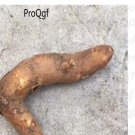 Proqgf 2pcs Gloriosa superba