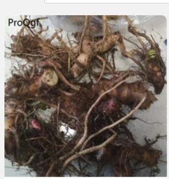 Proqgf 2pcs  Hedychium coronarium root