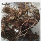 Proqgf 2pcs  Hedychium coronarium root