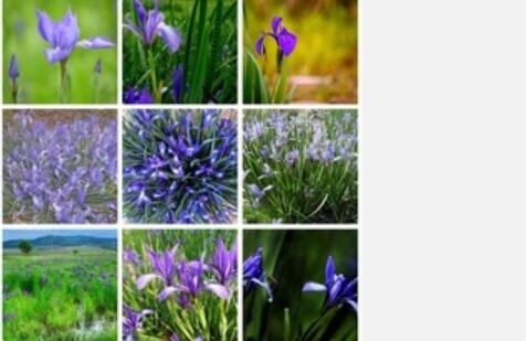 Proqgf 500pcs  Iris ensata seed
