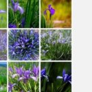 Proqgf 500pcs  Iris ensata seed