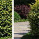 Proqgf 500pcs   Ligustrum vicaryi seed