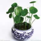Proqgf 3000pcs Centella asiatica seed