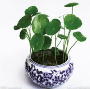 Proqgf 3000pcs Centella asiatica seed