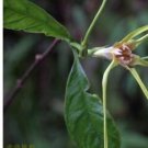 Proqgf 300pcs Divaricate Strophanthus seed
