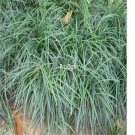 Proqgf 1000pcs  Ophiopogon bodinieri seed