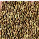 Proqgf 1000pcs Glycyrrhiza uralensis seed