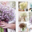 Proqgf 1000pcs   Gypsophila paniculata seed