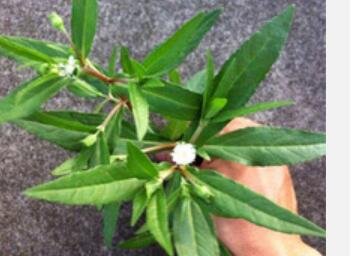 Proqgf 3000pcs Herba Ecliptae seed