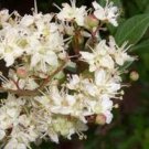 Proqgf 100pcs Lawsonia inermi seed