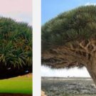 Proqgf 10pcs Dracaena angustifolia seed