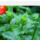 Proqgf 3000pcs Mentha spicata seed