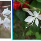 Ngryise 300Pcs A Set Gaura lindheimeri seed