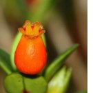 Ngryise 300Pcs A Set Nematanthus wettsteinii seed
