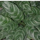 Ngryise 300Pcs A Set Pilea cadierei  seed
