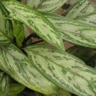 Ngryise 300Pcs A Set Aglaonema Silver King seed