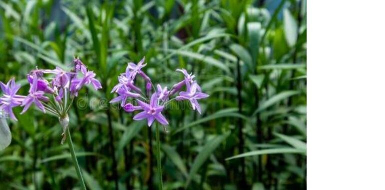 Ngryise 300Pcs A Set  Tulbaghia violacea seed