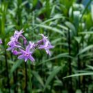 Ngryise 300Pcs A Set  Tulbaghia violacea seed