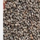 Ngryise 8000Pcs A Set  Eschscholtzia californica seed