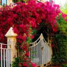 Ngryise 8000Pcs A Set Bougainvillea glabra seed