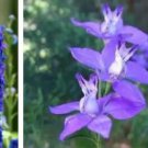 Ngryise 300Pcs A Set Delphinium consolida seed