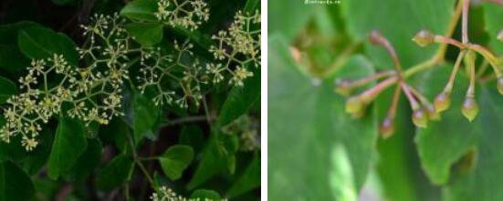 Ngryise 300Pcs A Set  Cissus repens seed