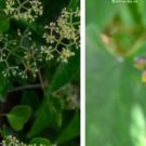Ngryise 300Pcs A Set  Cissus repens seed