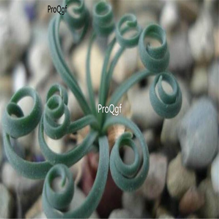 Ngryise 10Pcs A Set   gethyllis bulb