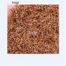 Ngryise 500Pcs A Set Salsola tragus seed